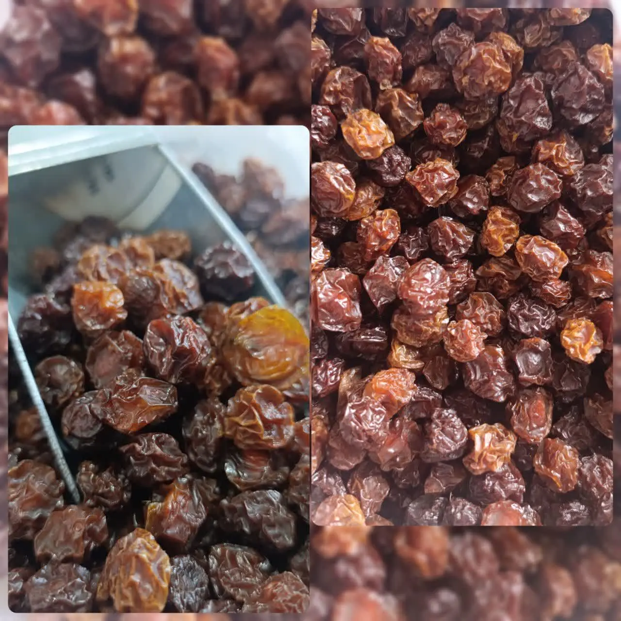 آلوچه جنگلی 🏕️
