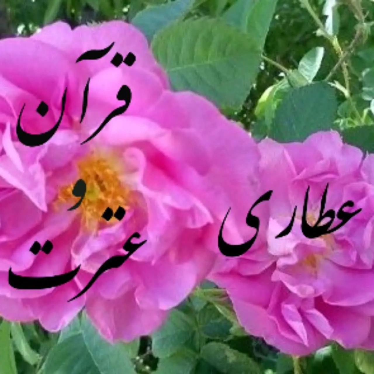 🌹عطاری قرآن و عترت
