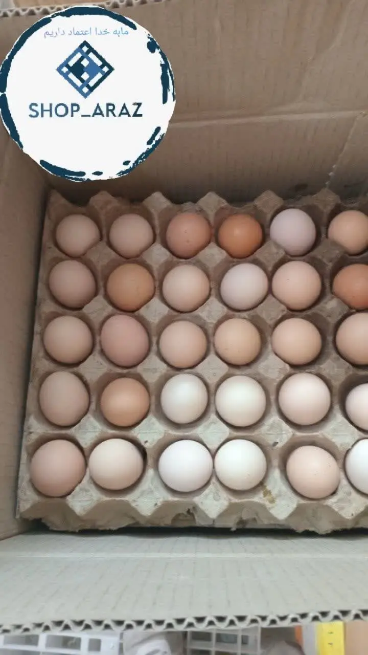 عرضه مستقیم تخم مرغ گلپایگان 🍳