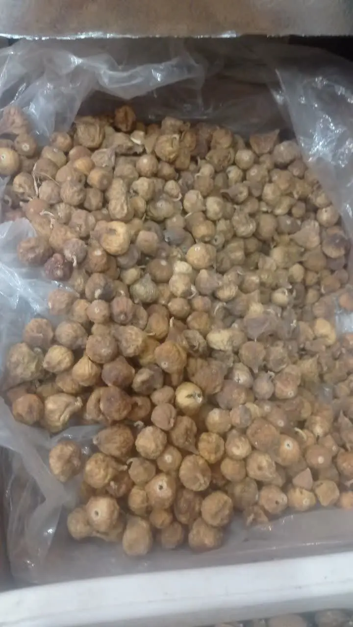 انجیر گوشتی
