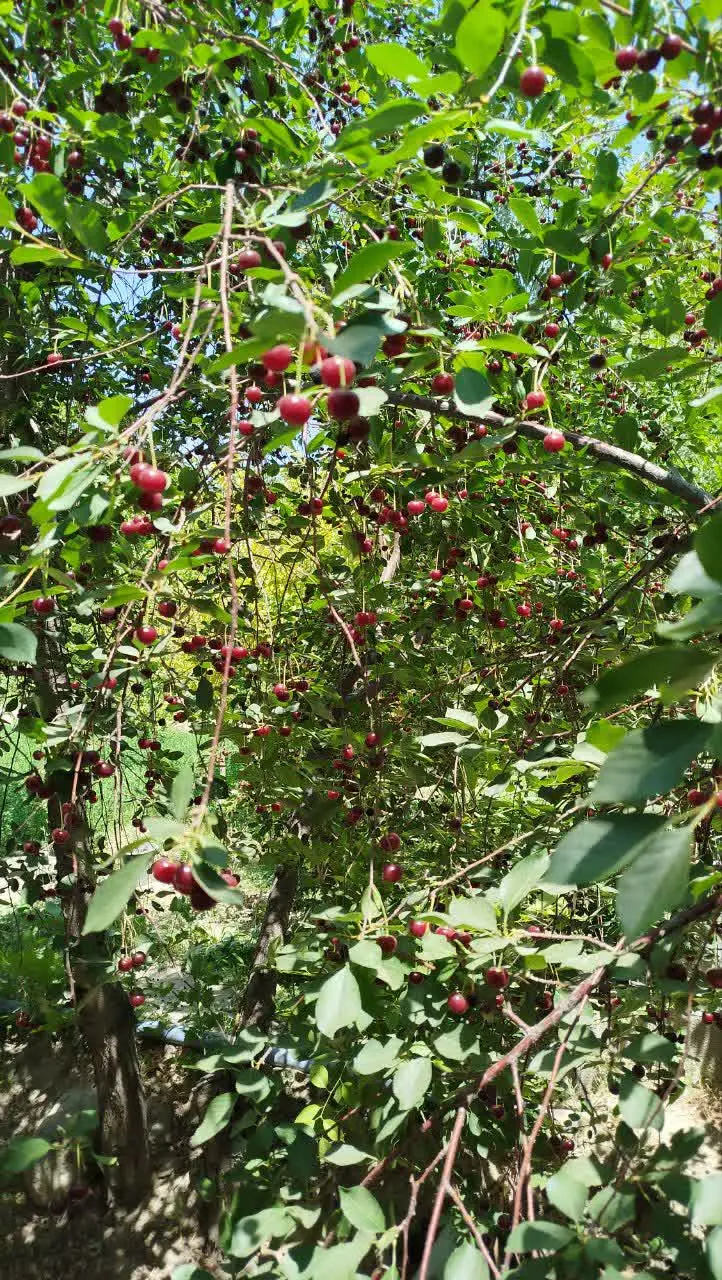 💥 آلبالوها رو در حال چیدن هستیم
