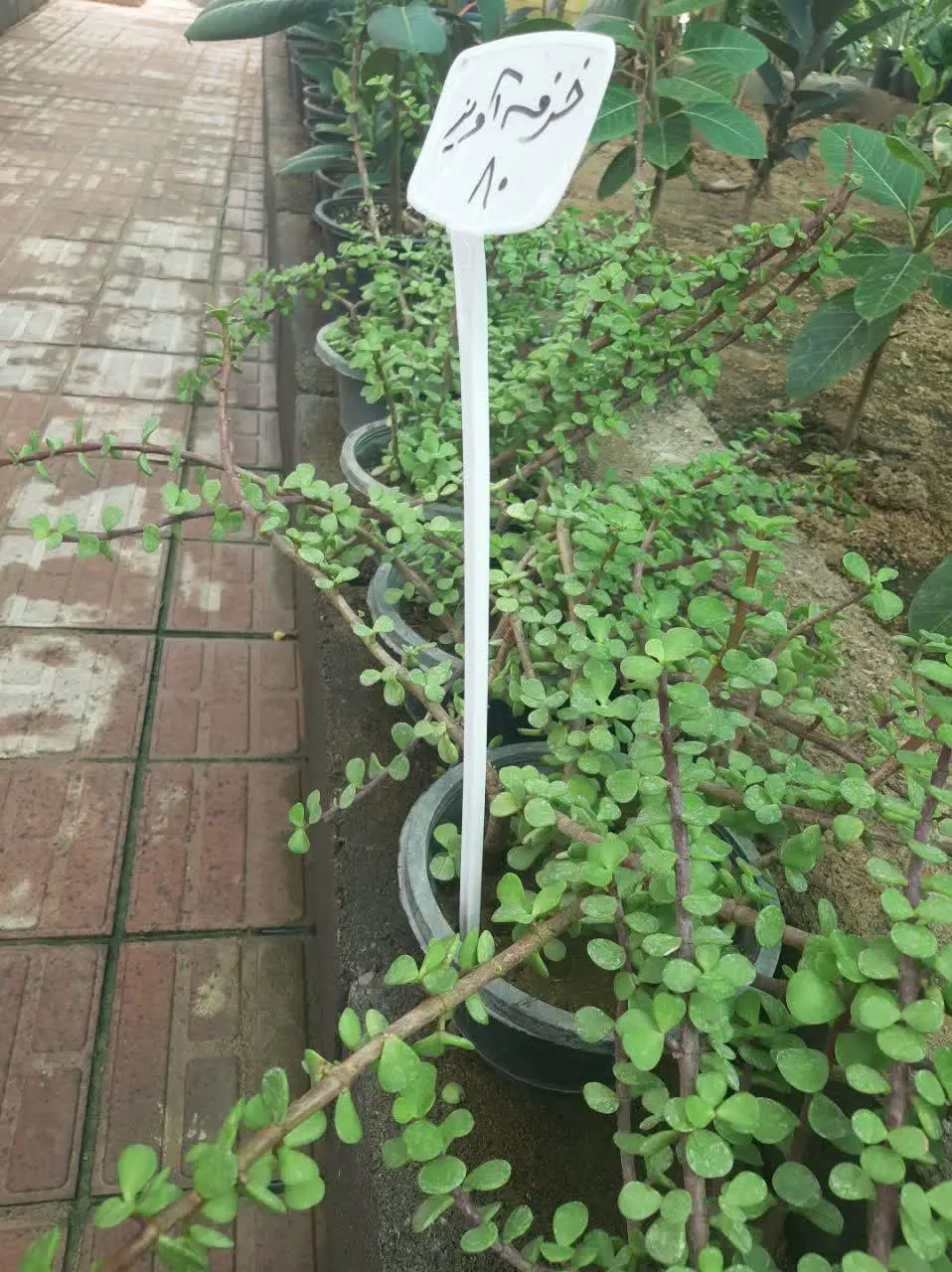 خرفه آویز با کیفیت
