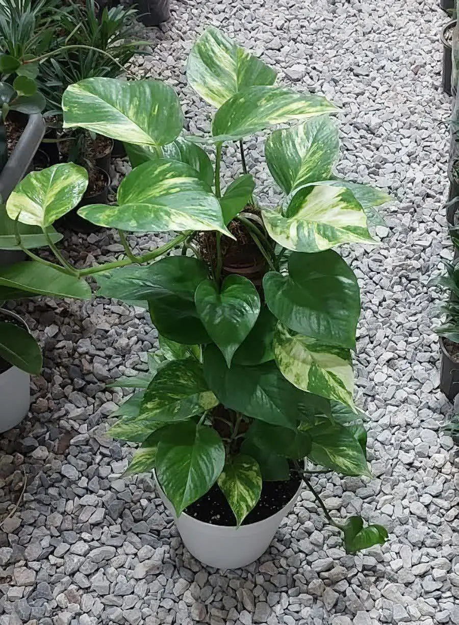 فقط امششششششب🙈