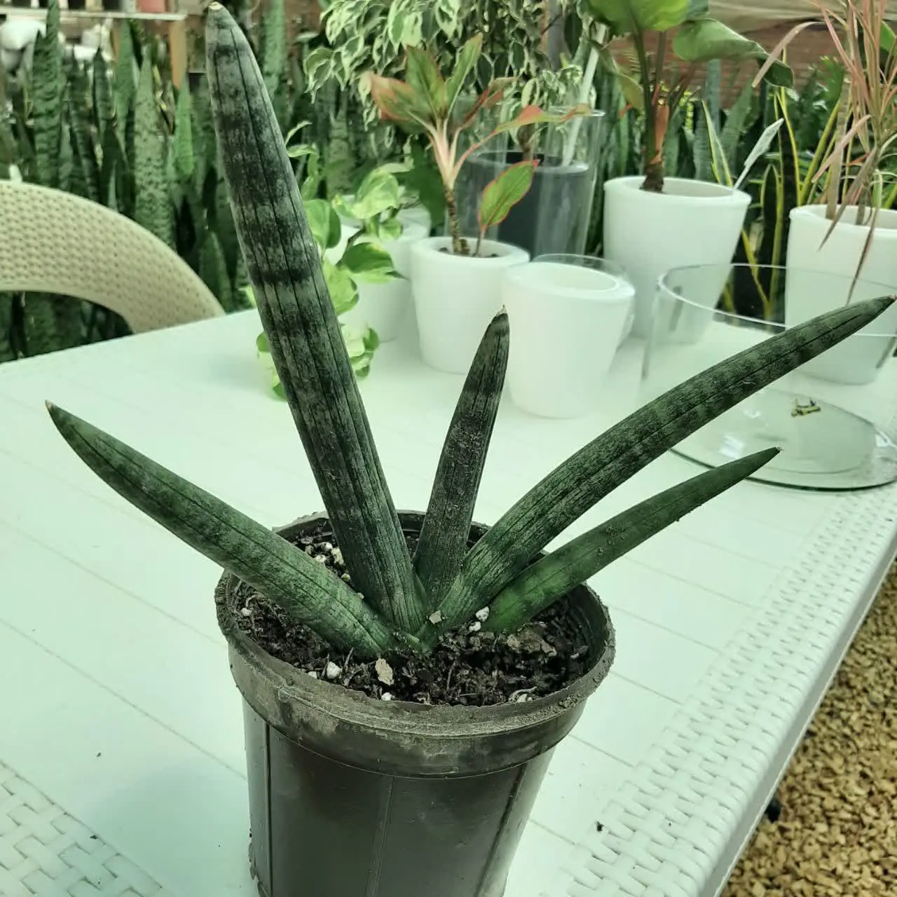 🌿🌿🌿🌿🌿🌿🌿🌿🌿🌿🌿🌿🌿🌿🌿🌿🌿🌿🌿🌿🌿🌿🌿🌿🌿🌿
