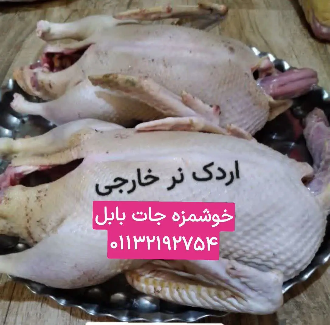 اردک خارجی نر درشت 
