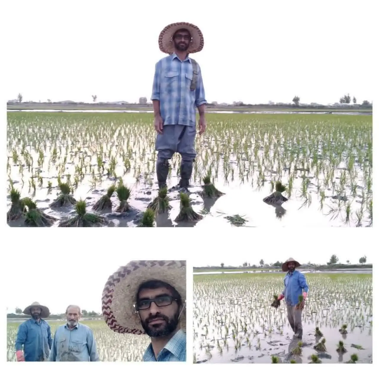 🌾 برنج شمال🌿مزرعه سبز 🌾