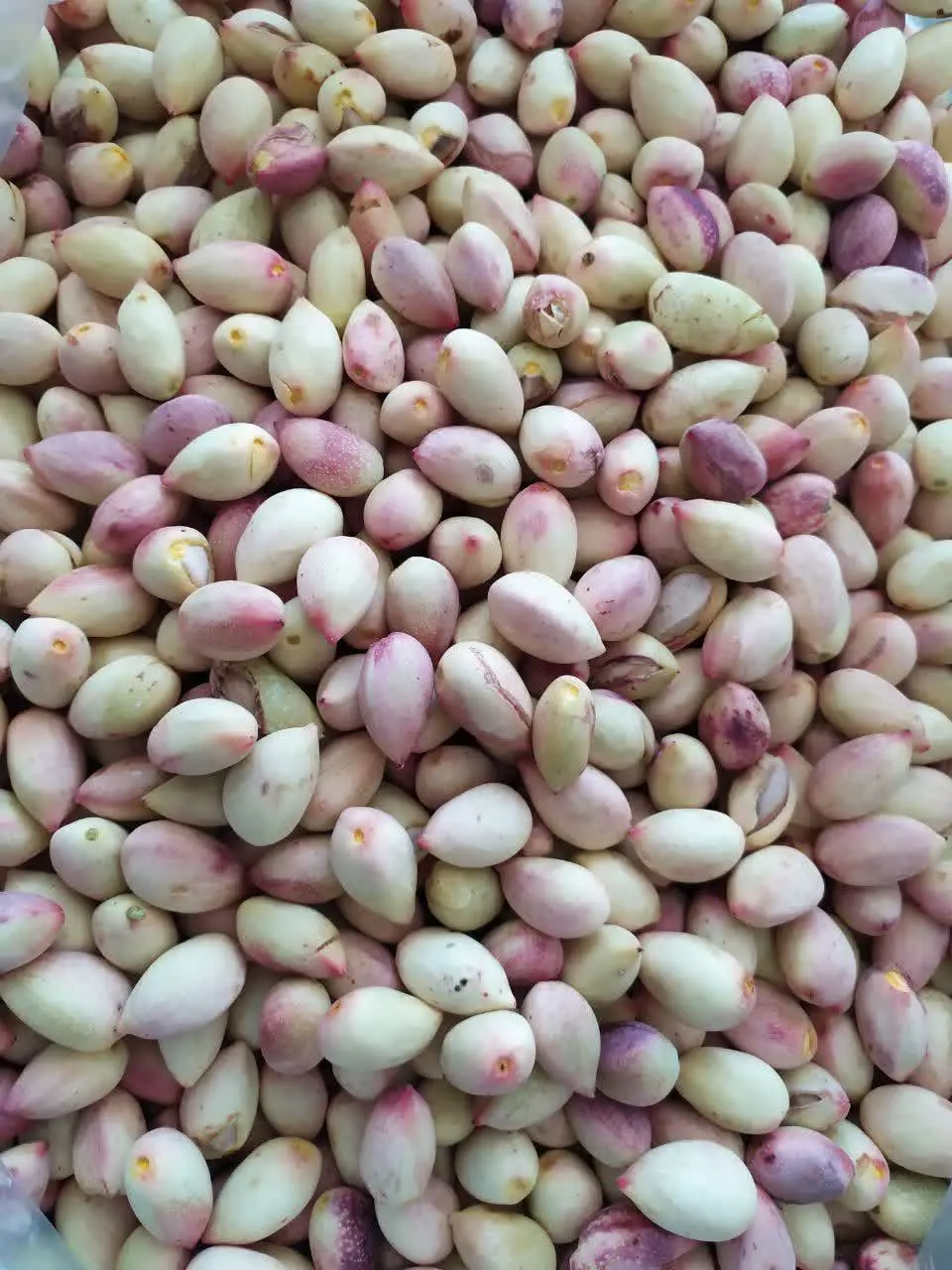 پسته گل تمام خندان 
