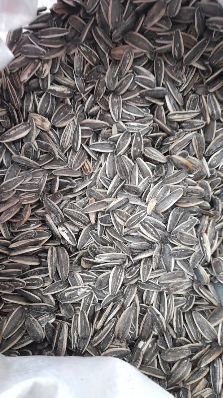 💢 #تخمه_آفتابگردان😋😋😋
