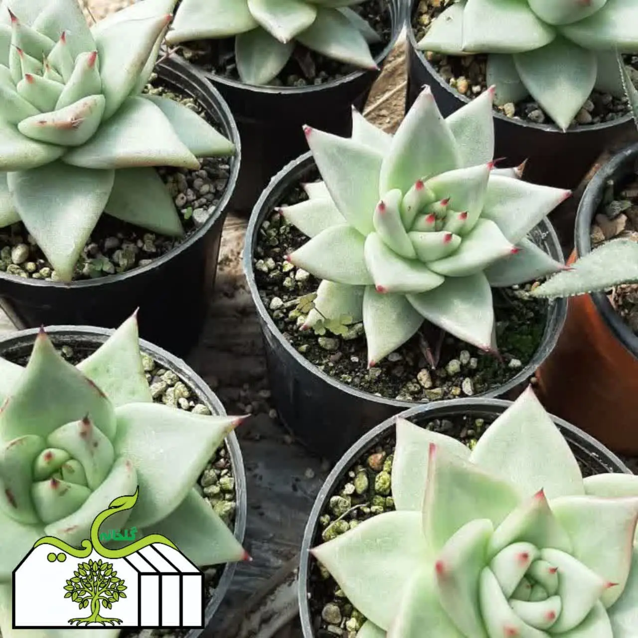 نام گل: آگاویدوز
