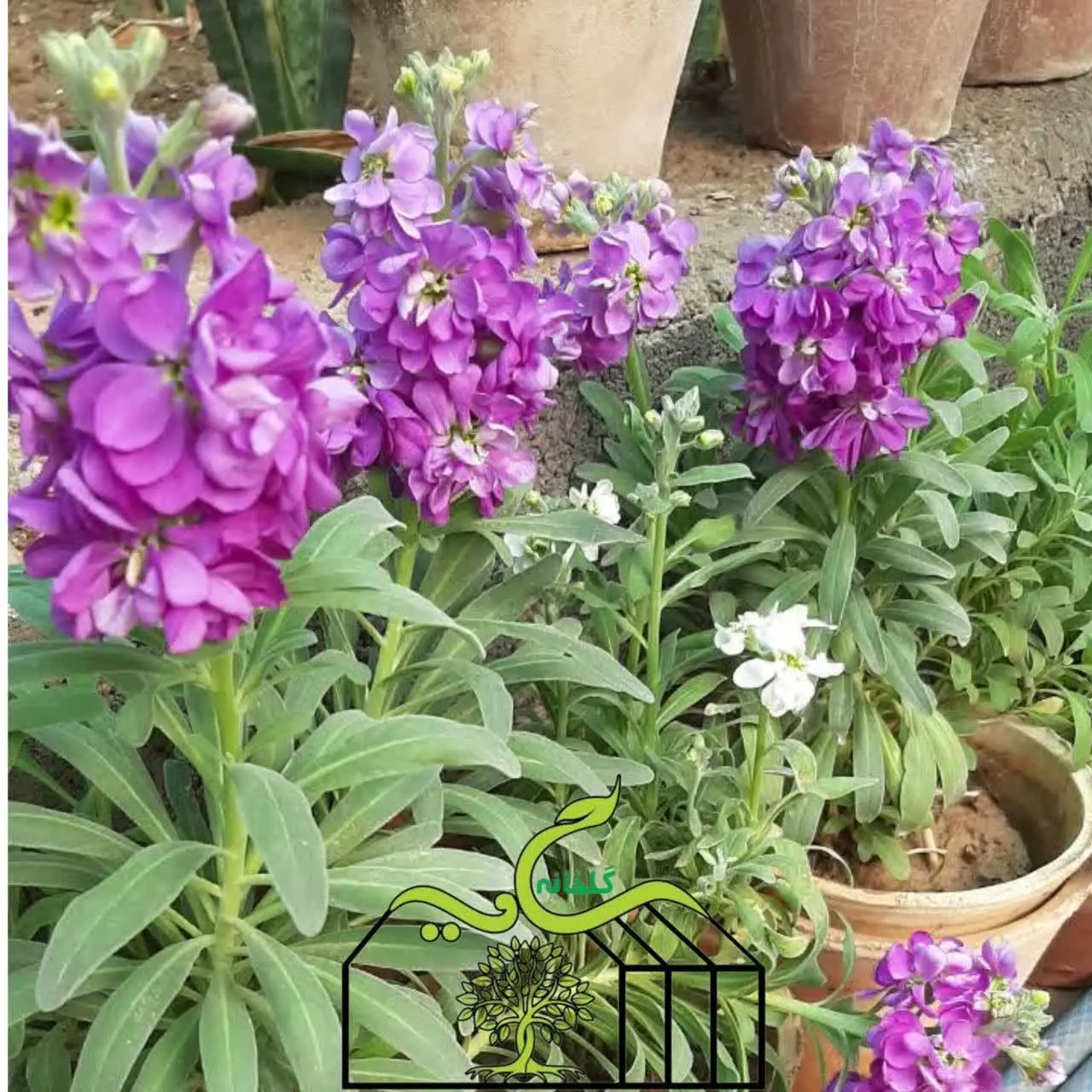 گل شب بو خوش عطر و بو 👇
