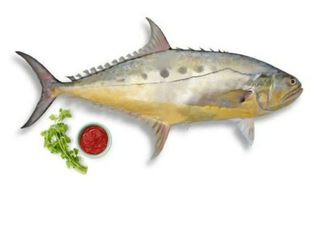 🐟 شارژ ماهی کتوقباد دریایی
