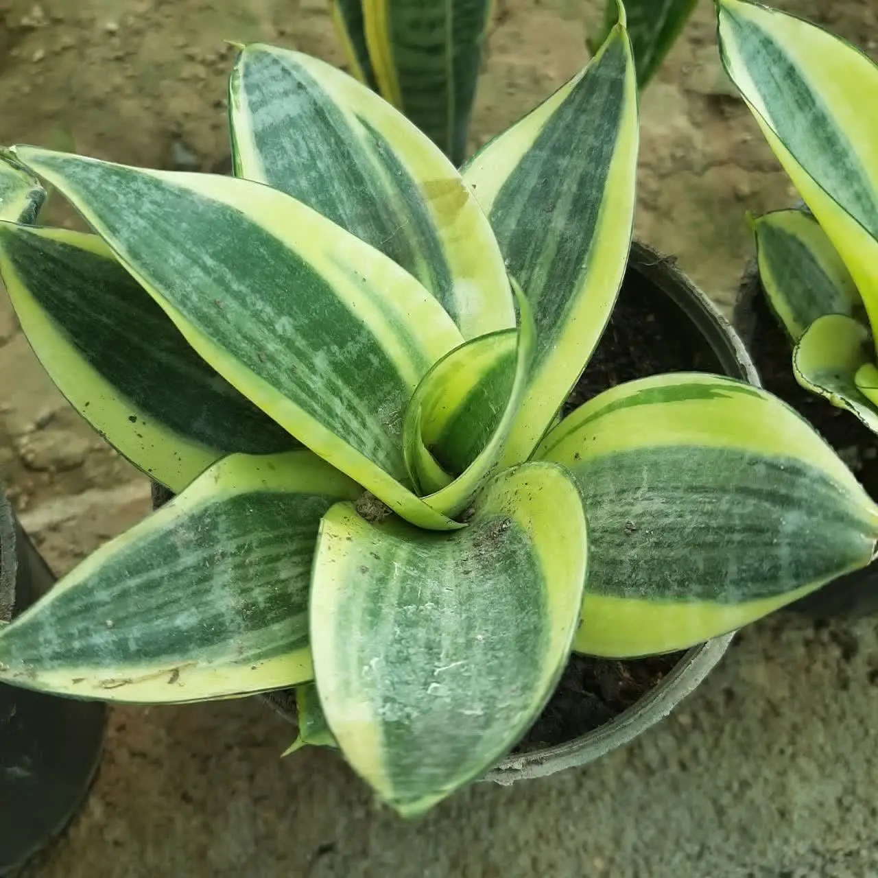 🌿🌿🌿🌿🌿🌿🌿🌿🌿🌿🌿🌿🌿🌿🌿🌿🌿🌿🌿🌿🌿🌿🌿🌿🌿🌿
