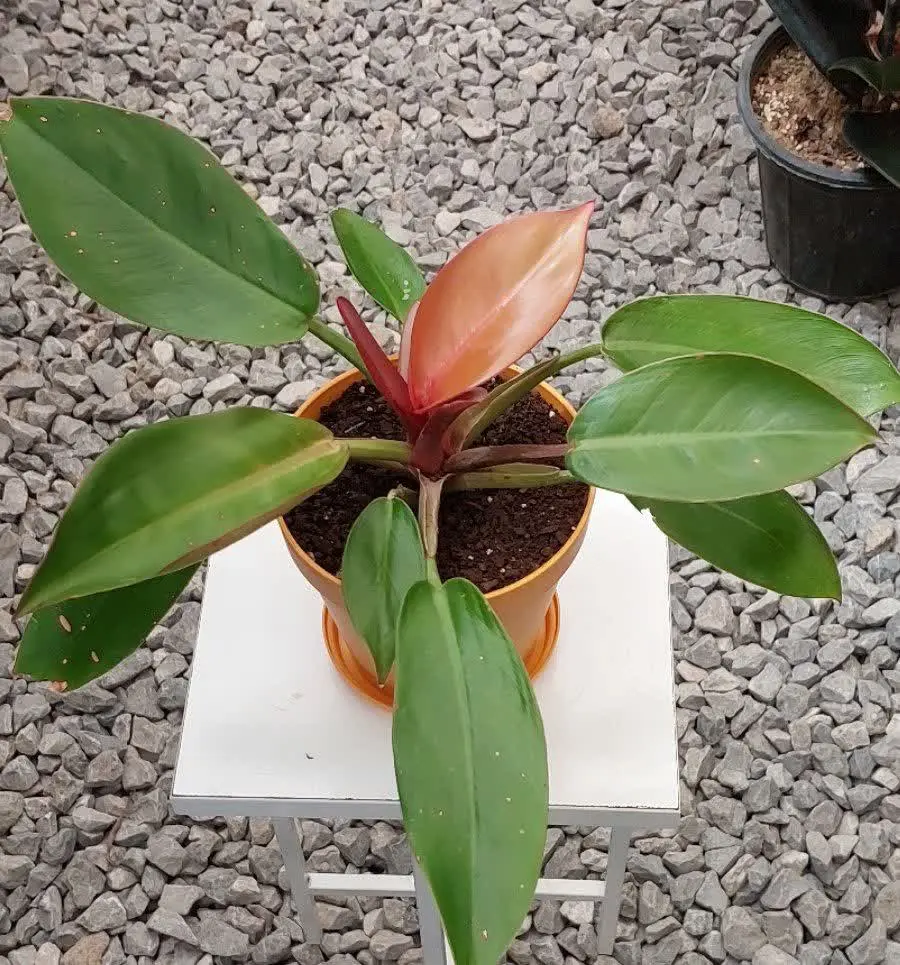 فیلودندرون پرتقالی 😍😍😍
