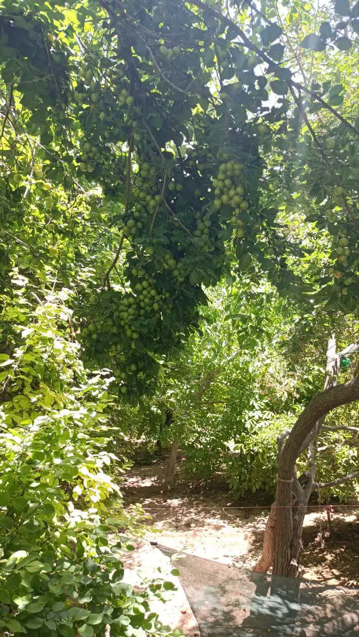 تخفیفات ویژه روز سه شنبه‌های مهدوی فروشگاه جواد نامزد 
