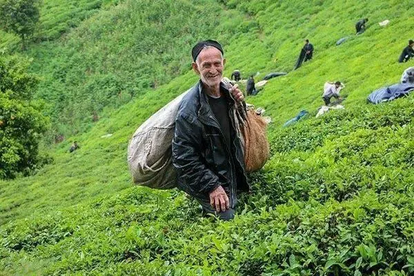 ♦️خرید ۲۵ هزار تنی برگ سبز بهاره از چایکاران
