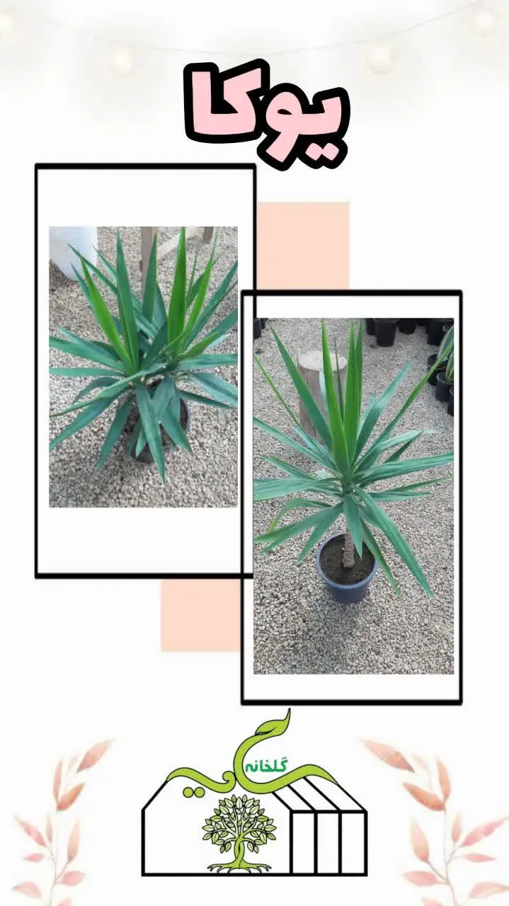 📌اسم گل: یوکا
