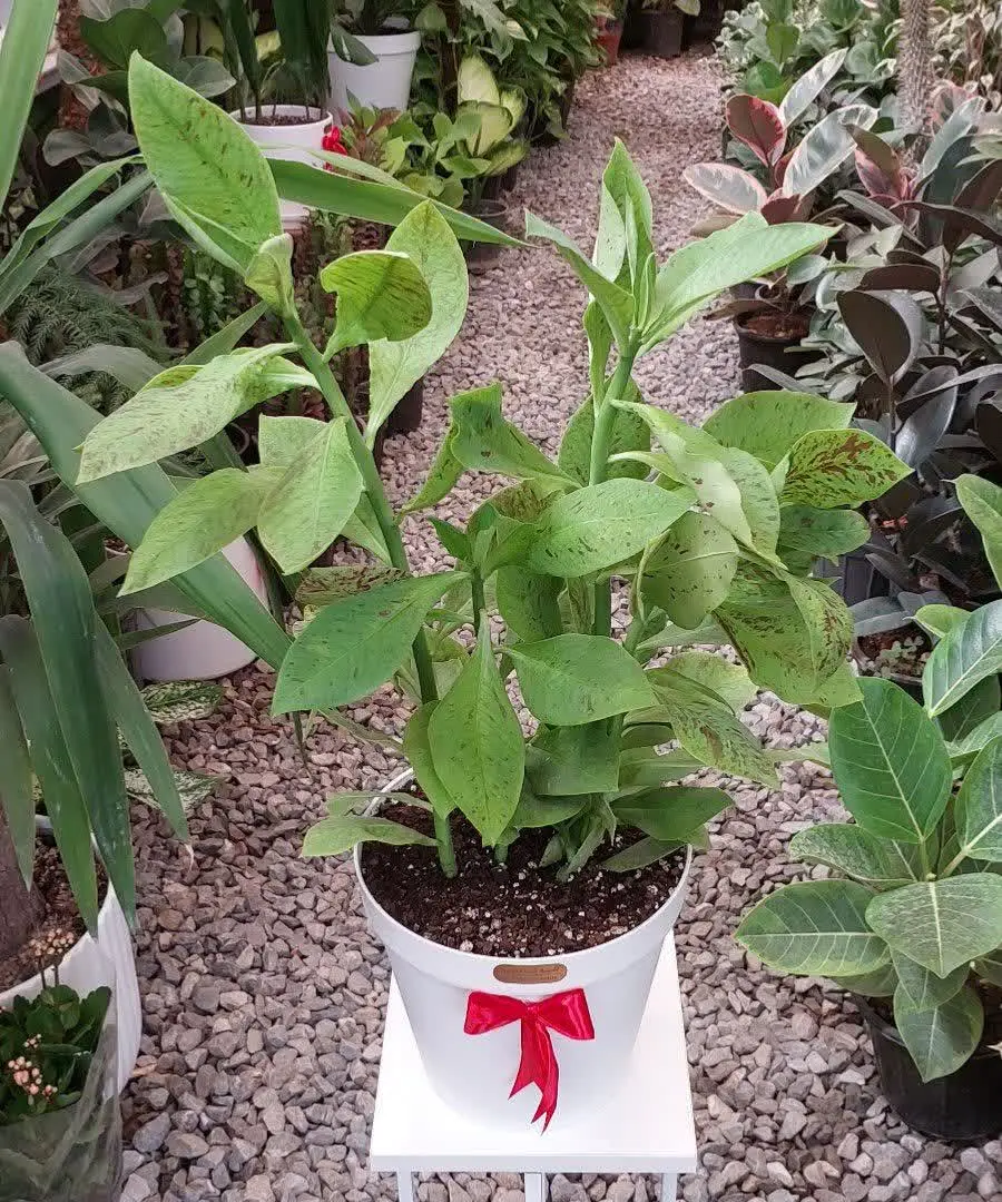 فردوس😍😍😍
