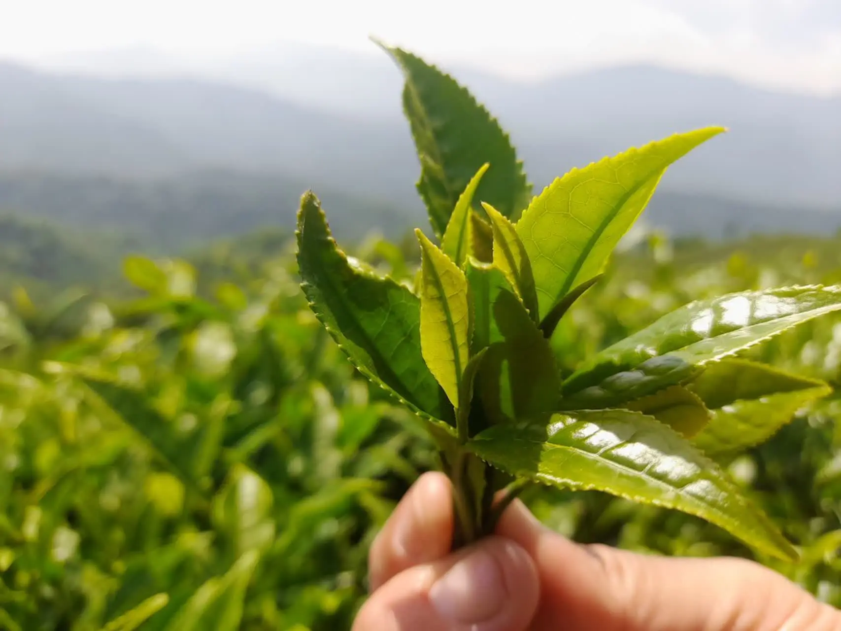 تفاوت چای ایرانی و خارجی 
