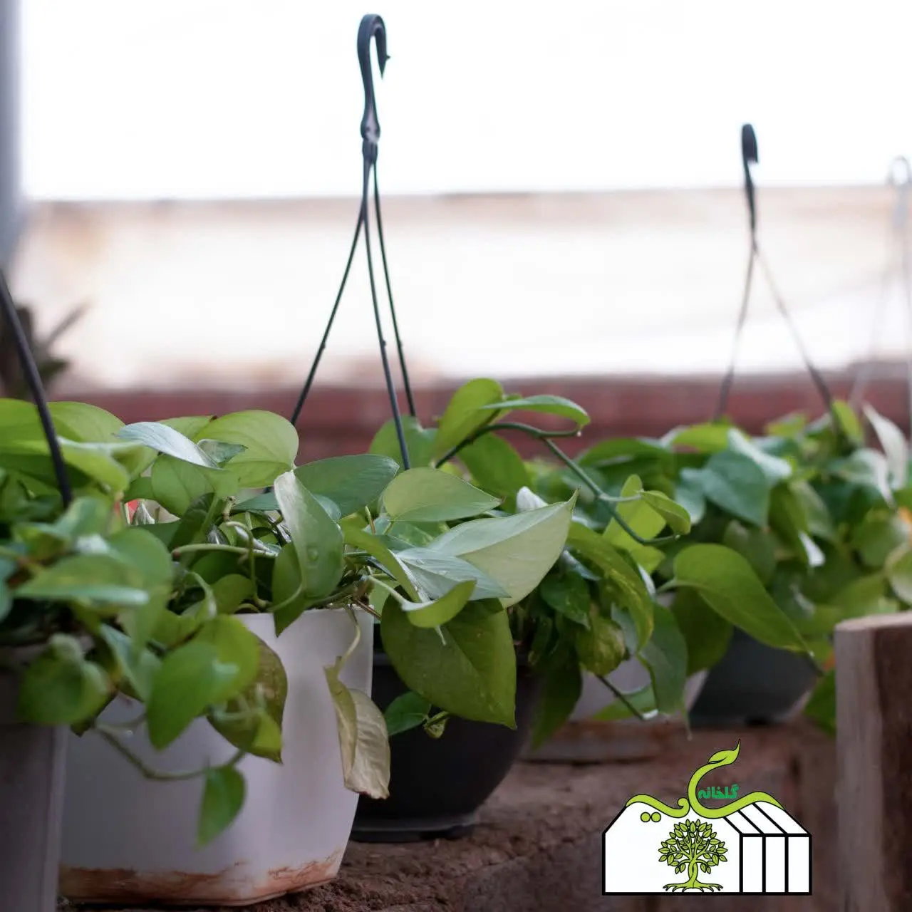 🍃گل پتوس سبز🍃
