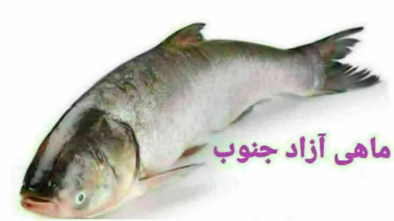 🐟 شارژ مجدد ماهی قزل آزاد
