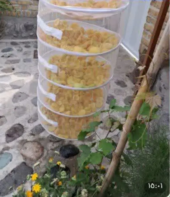 محصول جدید پرکاربرد🌺
