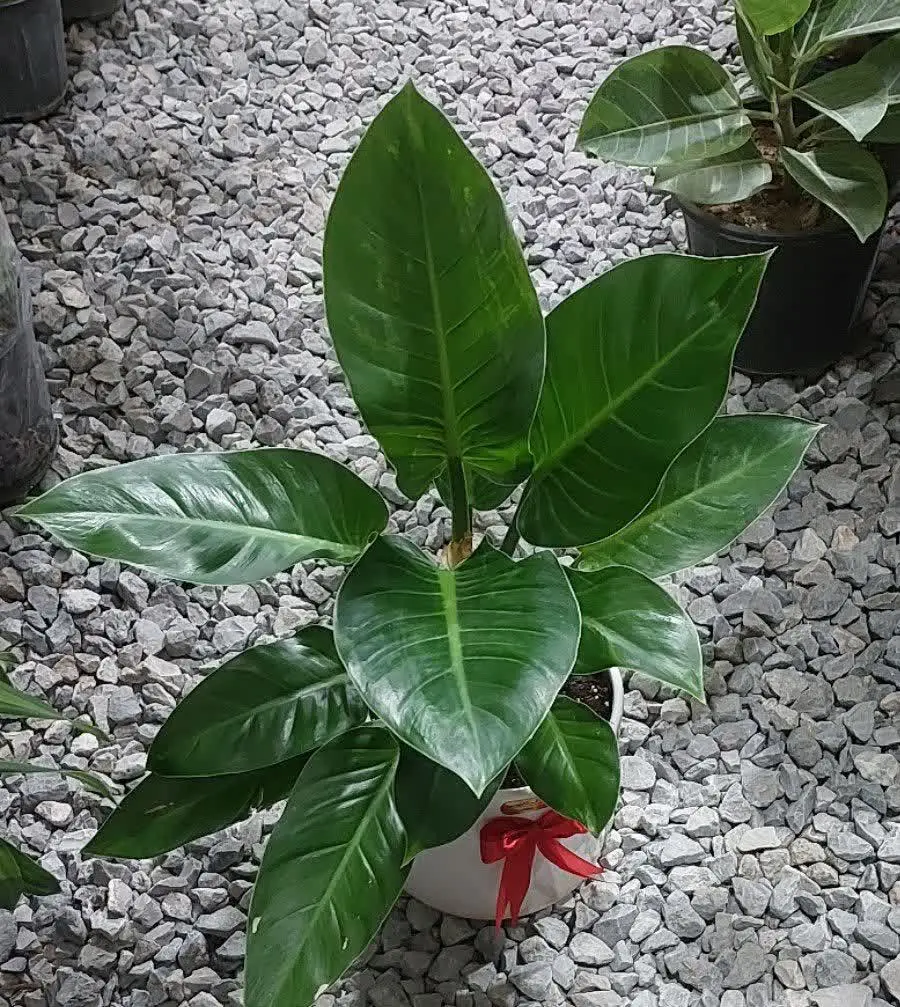 فیلودندرون سبز 😍😍😍
