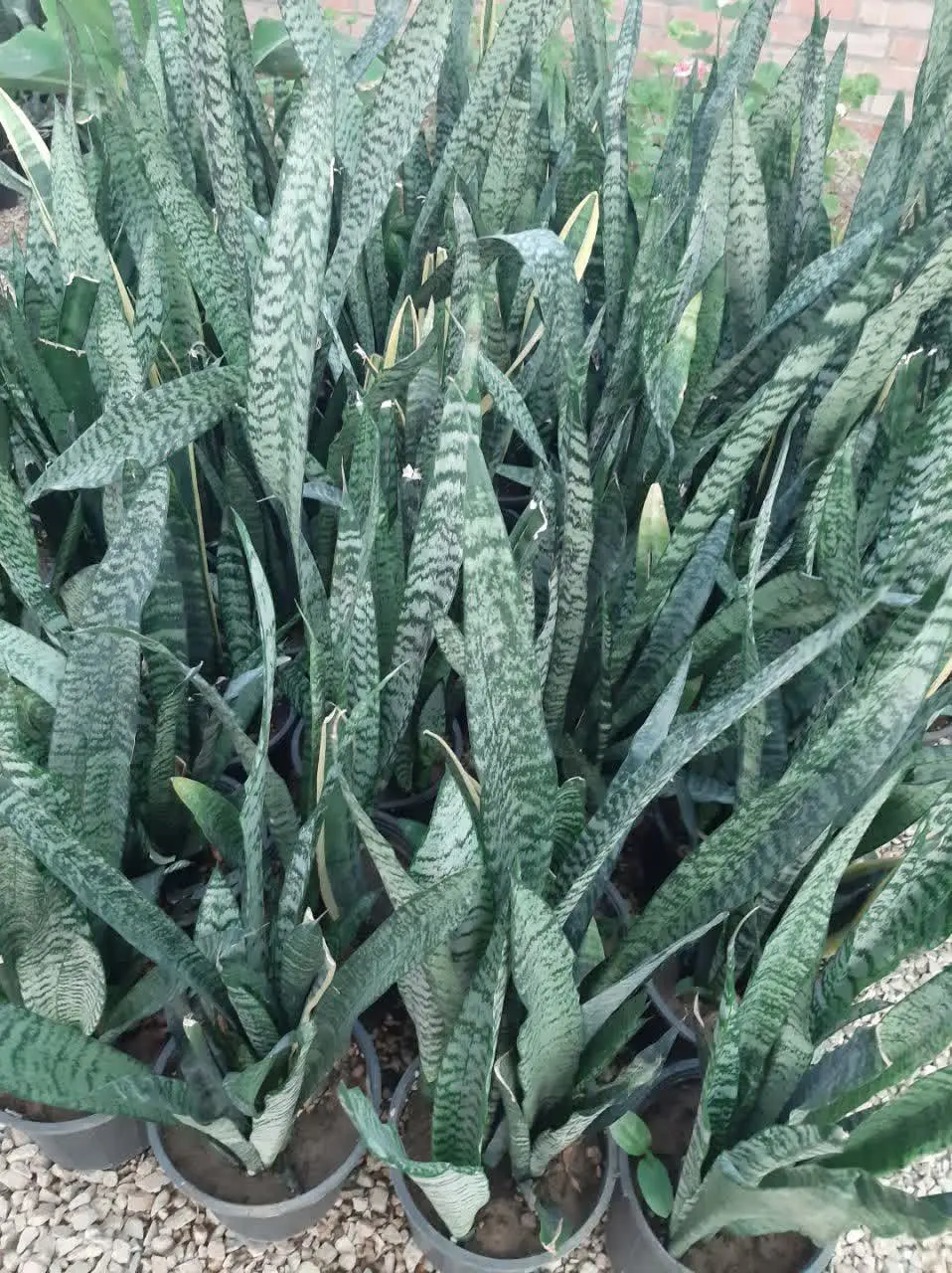 🌸🌸🌸🌸🌸🌸🌸