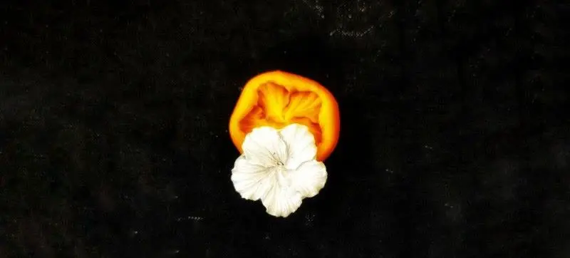 قالب‌های شمع سازی 
