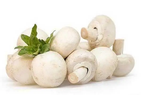 قارچ تازه رسید 
