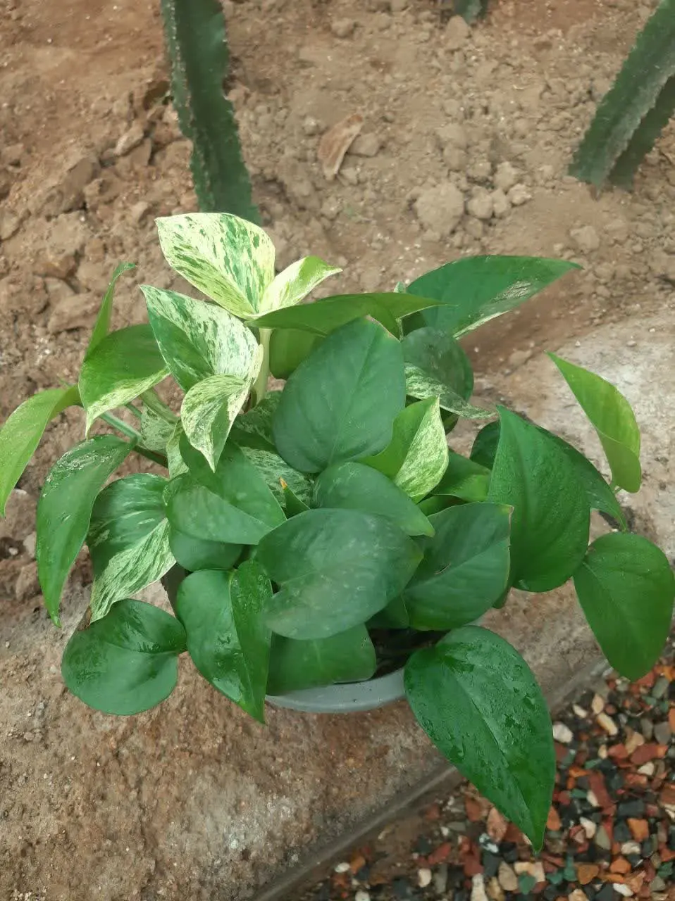 پتوس سایز کوچک 
