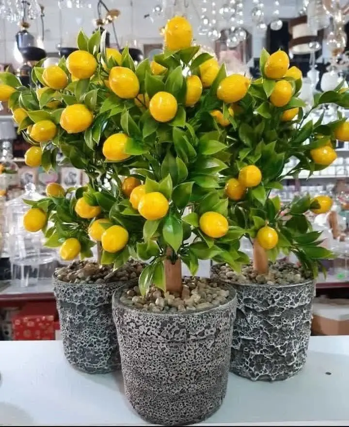 درختچه لیمو با گلدان سنگی
