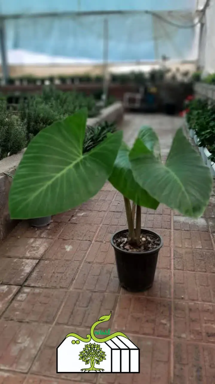 بسیار زیبا با برگ‌های 🍃 بزرگ که بنام
